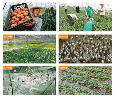 景徽聯合社 打造百姓安全菜籃子的農產品生產實踐